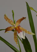 Cambria Renaissance orchid flowers with green leaves on a grey background