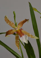 Cambria Renaissance orchid flowers with green leaves on a grey background