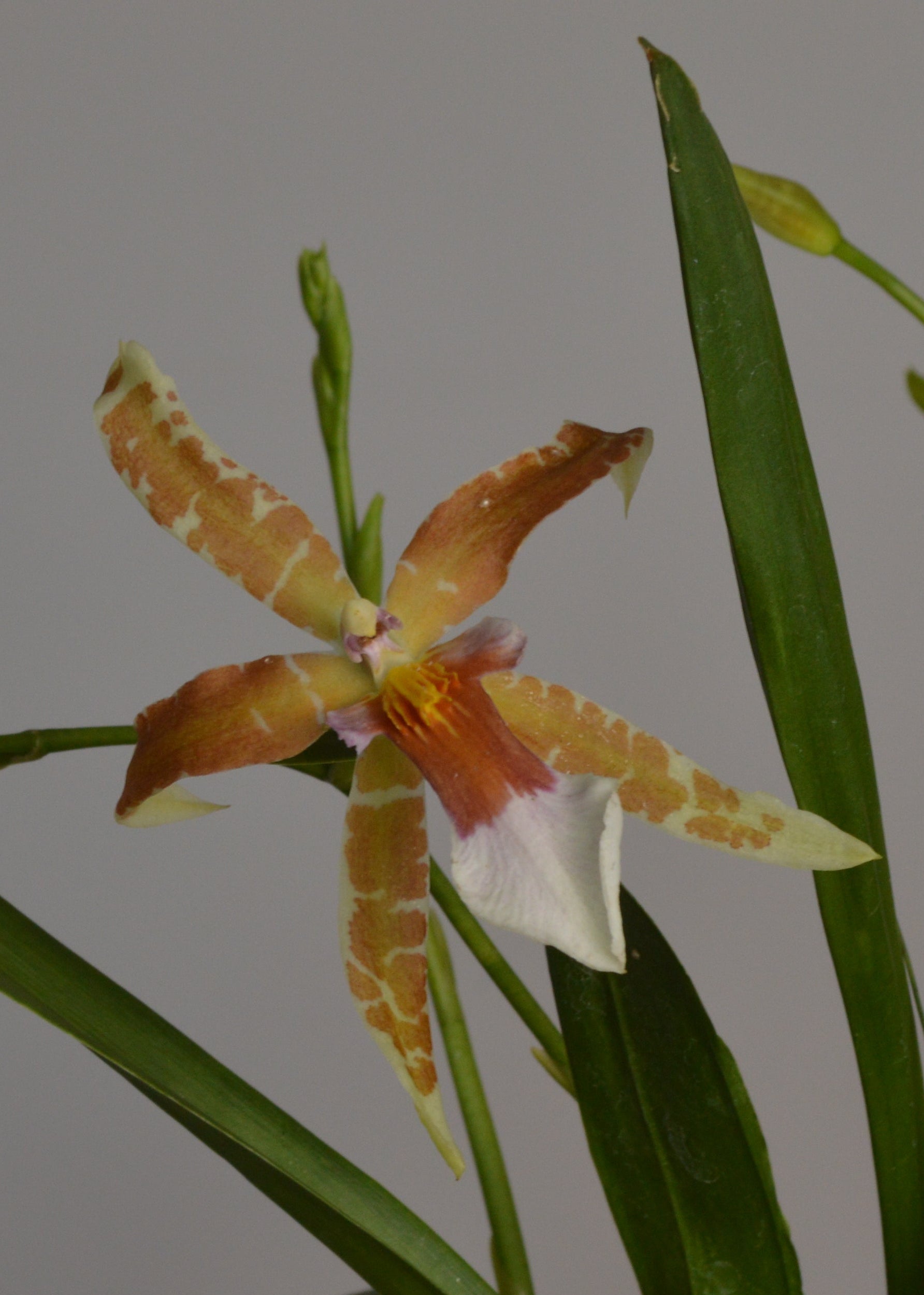 Cambria Renaissance orchid flowers with green leaves on a grey background