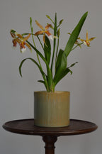 Potted Cambria Renaissance orchid plant on a wooden stand with a plain background