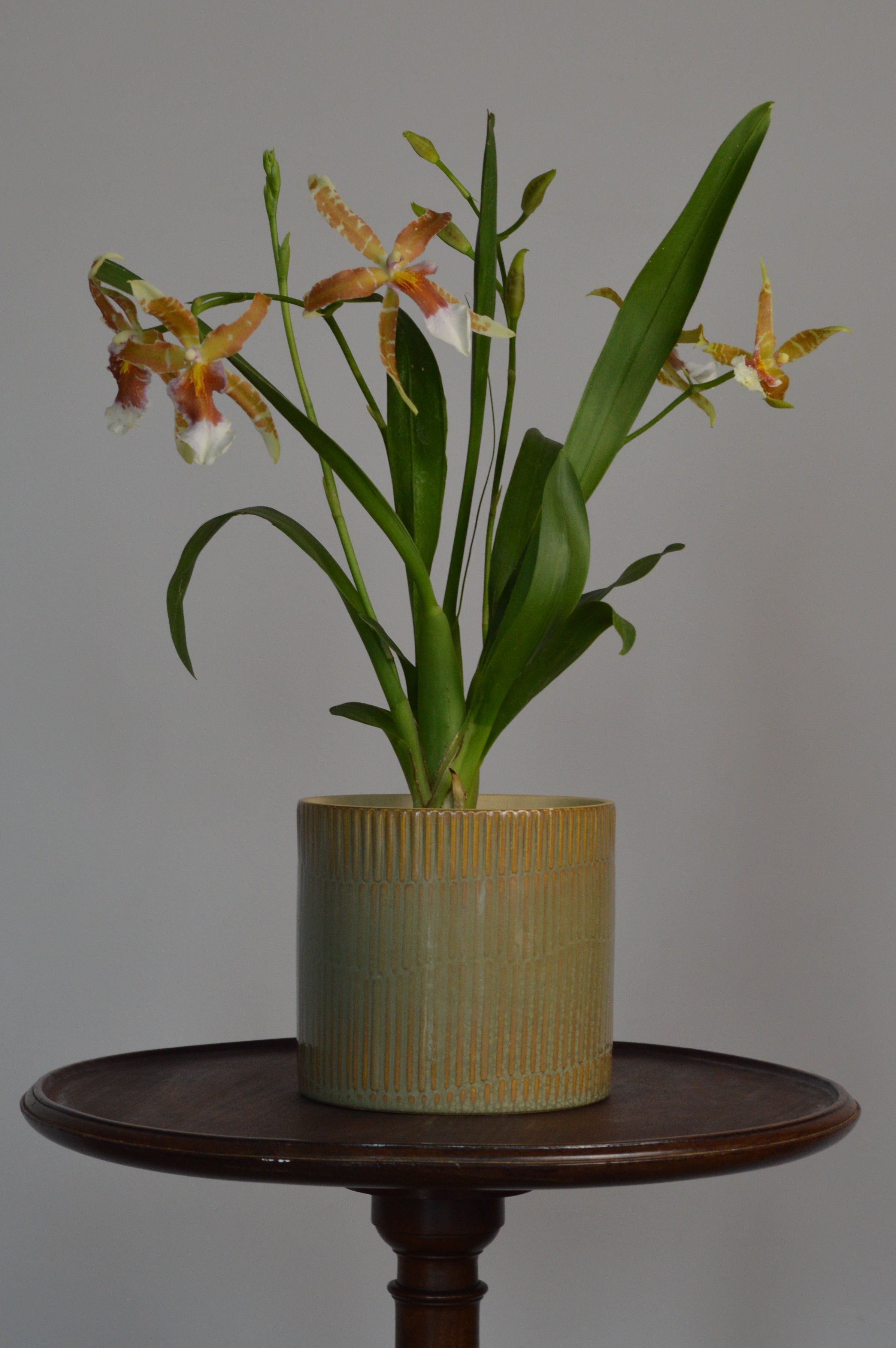 Potted Cambria Renaissance orchid plant on a wooden stand with a plain background
