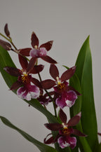 Red Cambria Orchid with vibrant flowers