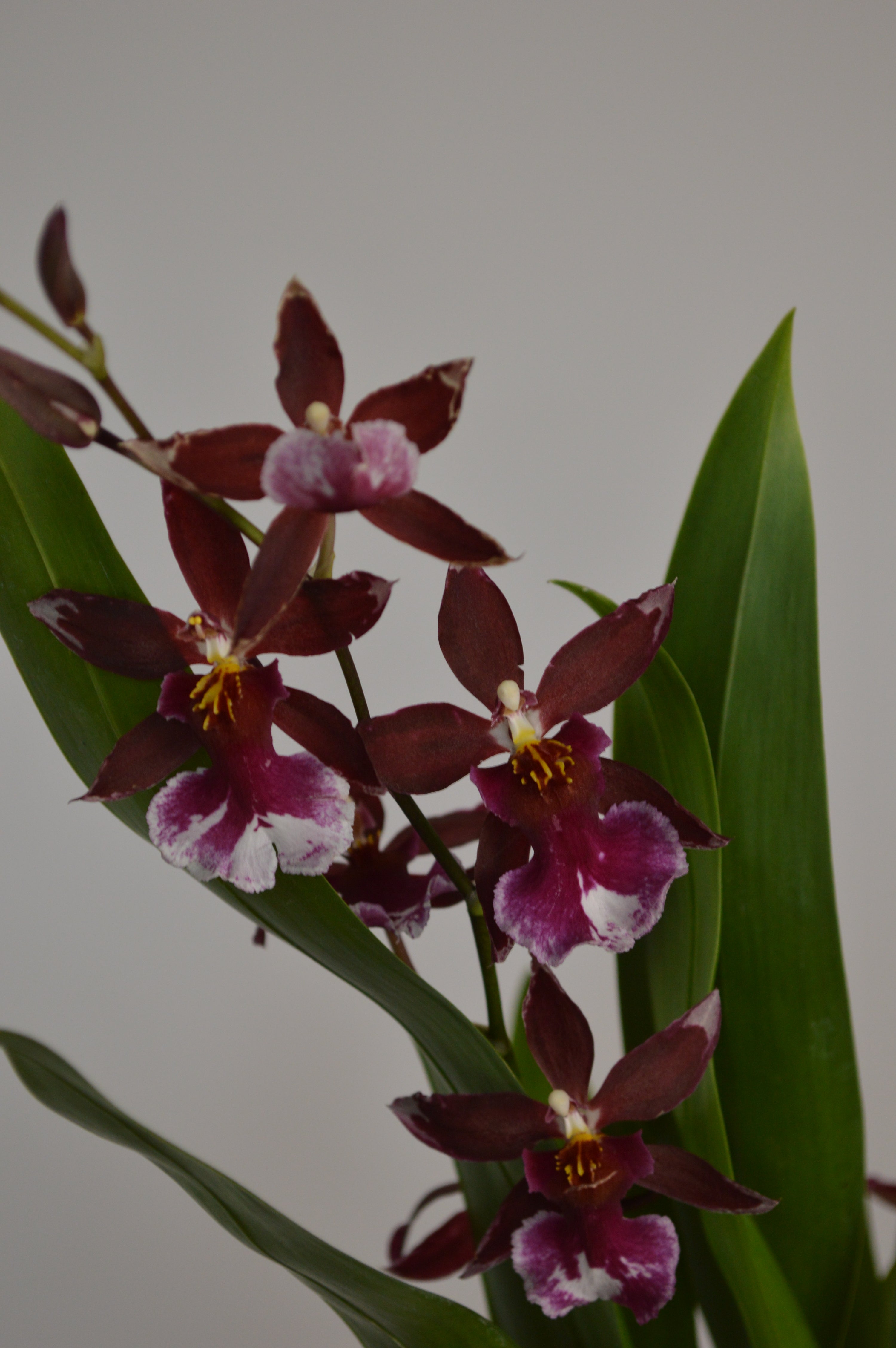 Red Cambria Orchid with vibrant flowers
