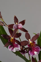 Red Cambria Orchid with beautiful flowers