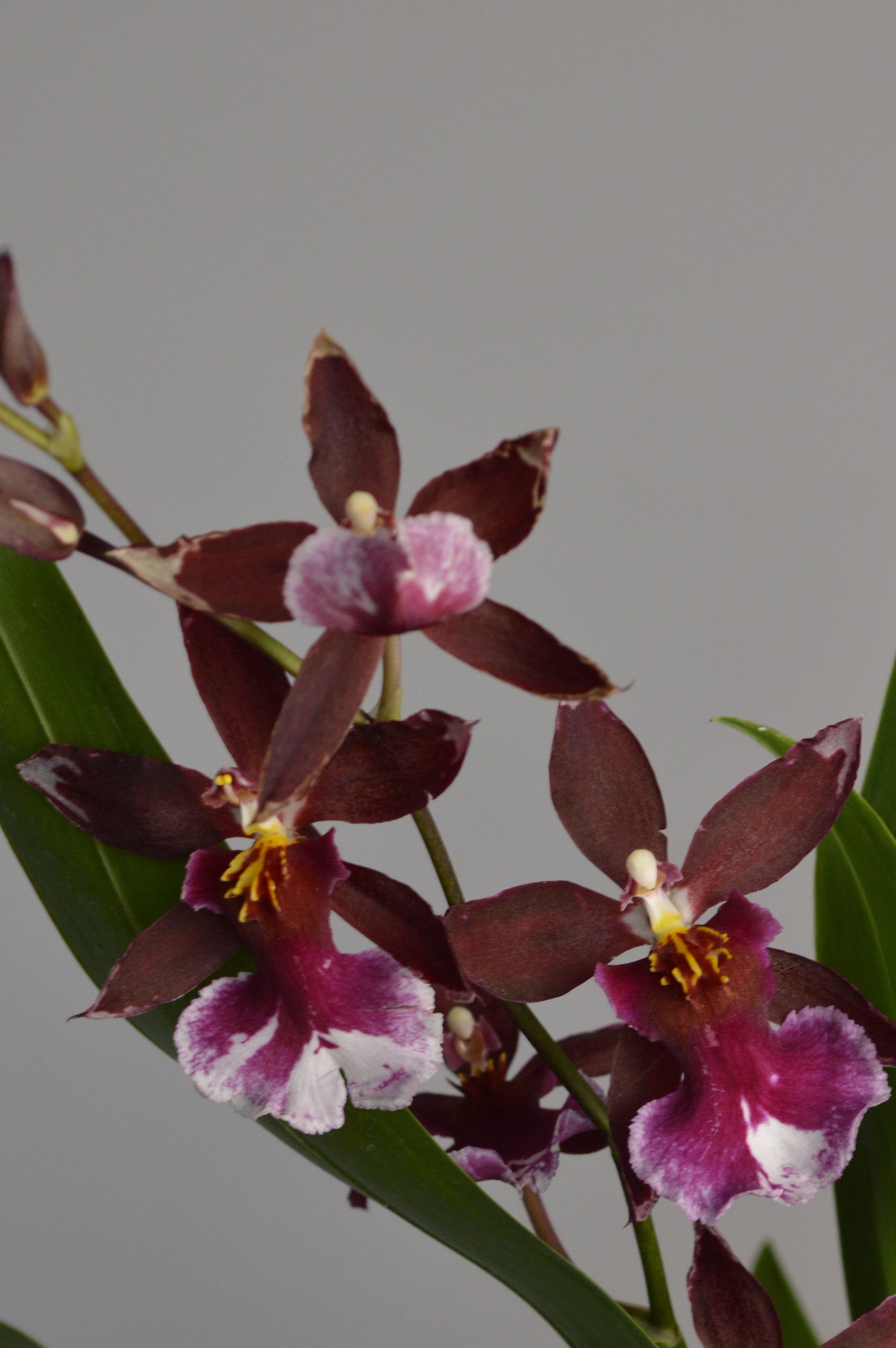 Red Cambria Orchid with beautiful flowers