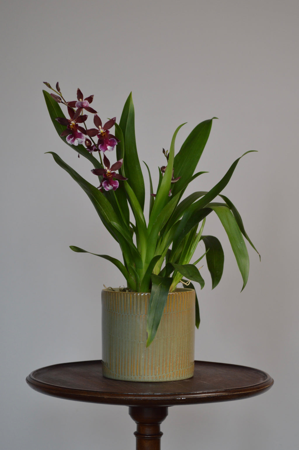 Potted Cambria orchid, with stunning red blooms