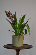 Potted Cambria orchid, with stunning red blooms