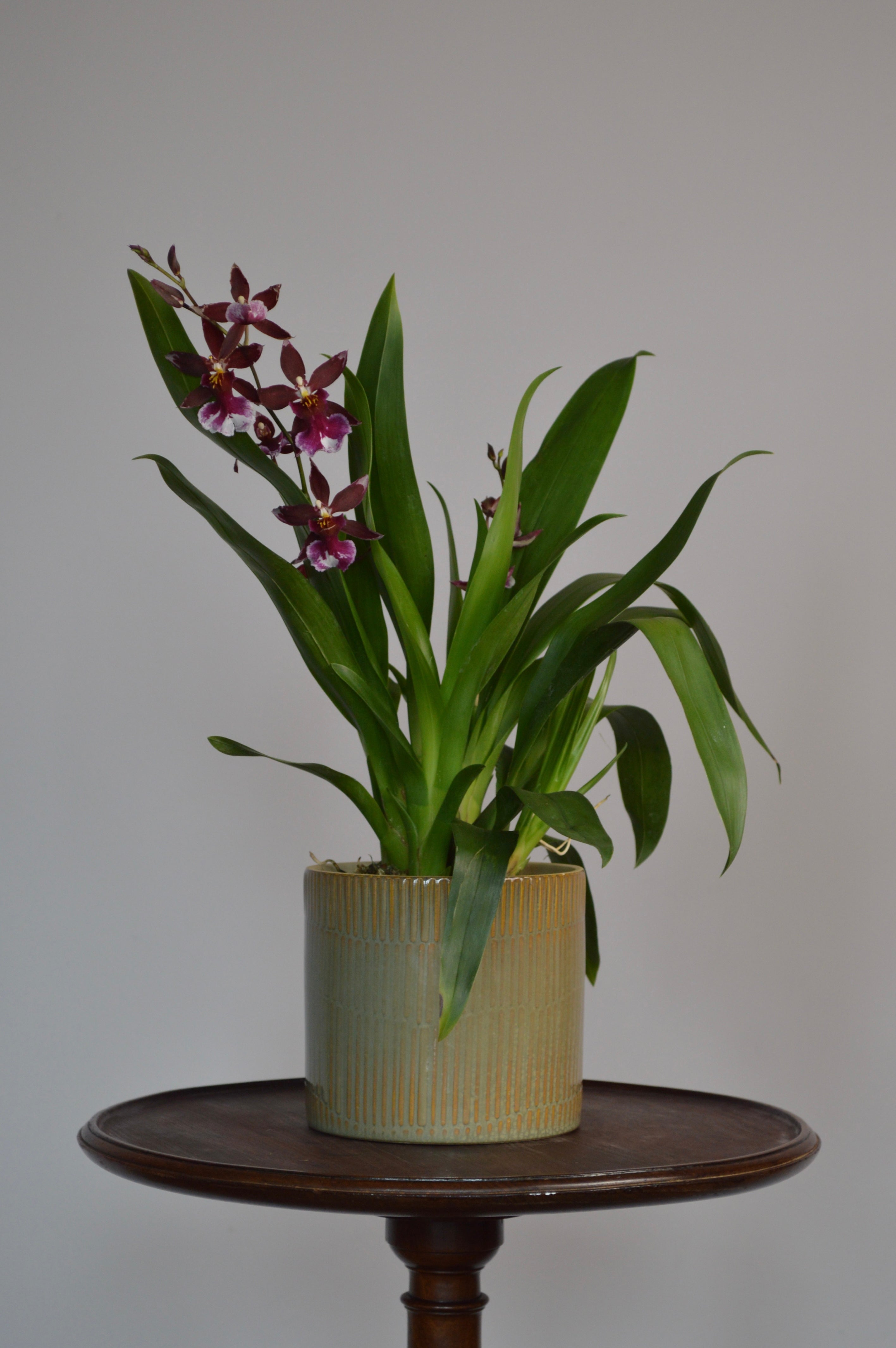 Potted Cambria orchid, with stunning red blooms