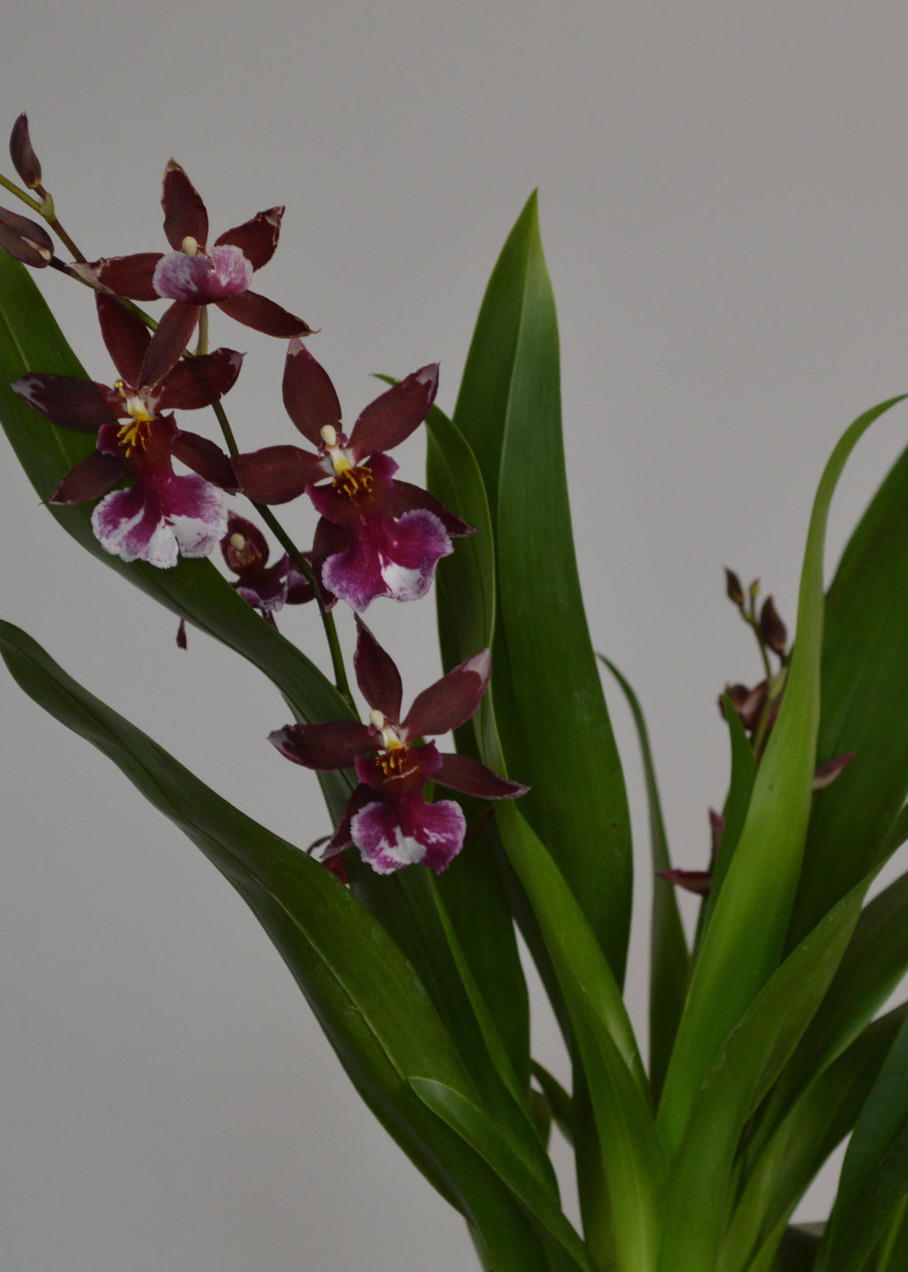 Orchid plant with green leaves and burgundy flowers