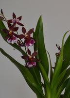 Orchid plant with green leaves and burgundy flowers