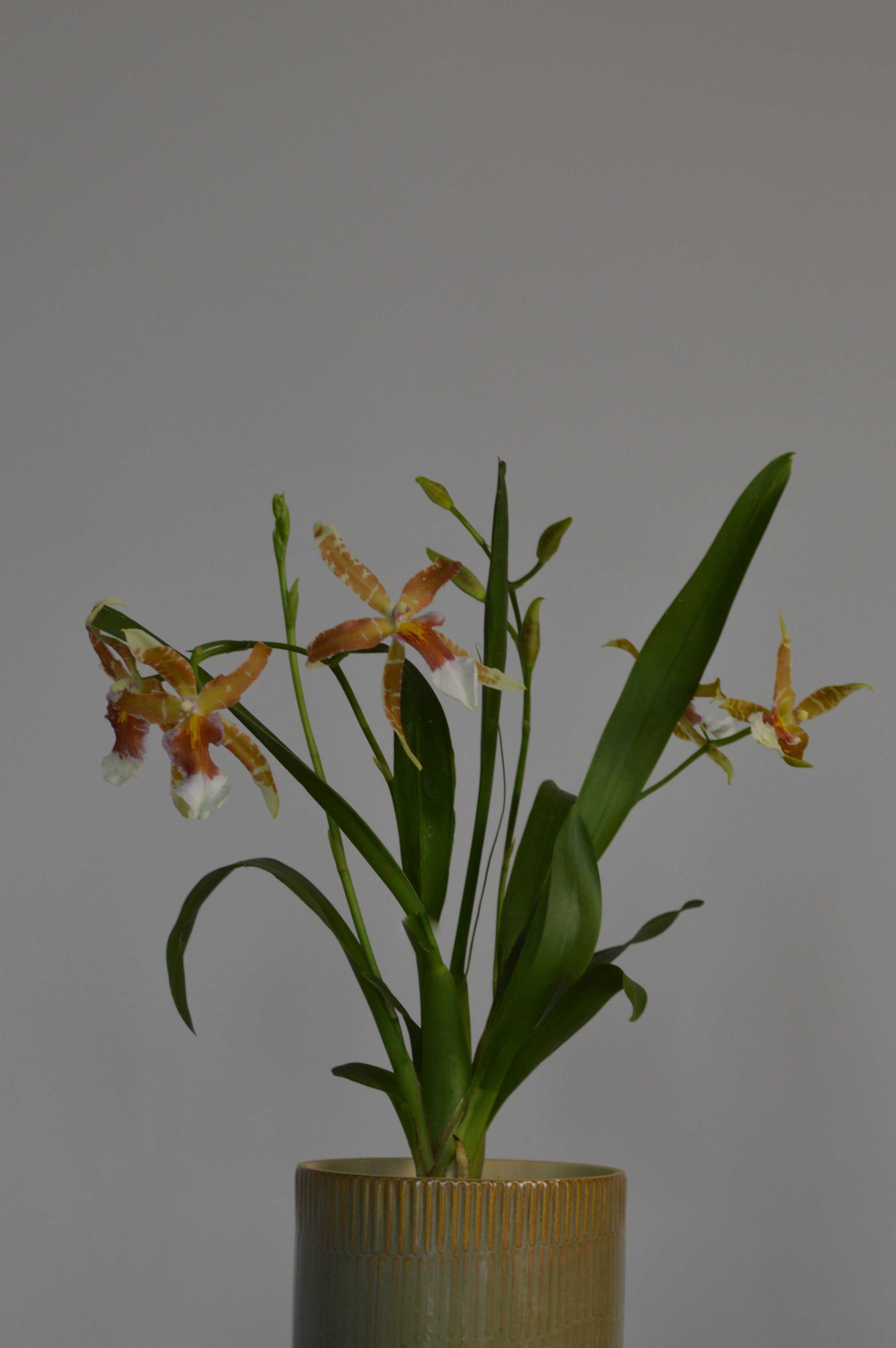 Potted Orange Cambria Renaissance Orchid with green leaves
