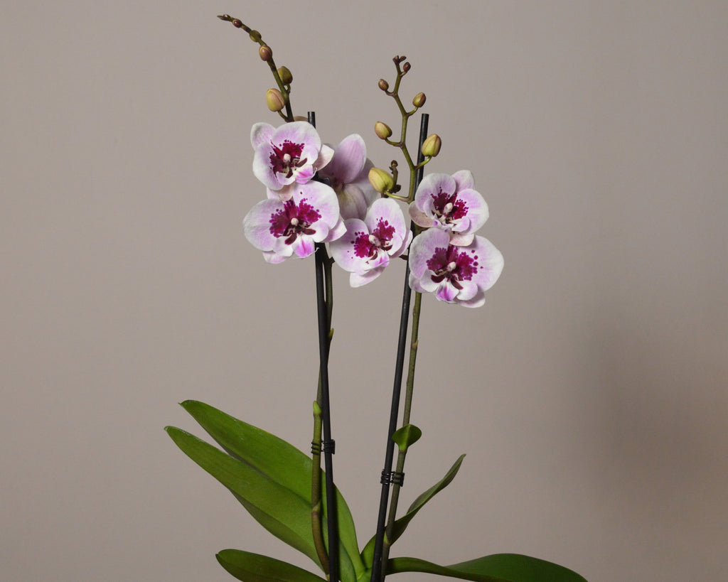 Orchid plant with pink and white flowers on a plain background