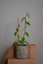 Full length shot of a vanilla orchid, alongside terracotta bricks which creates a striking look paired with its luscious leaves