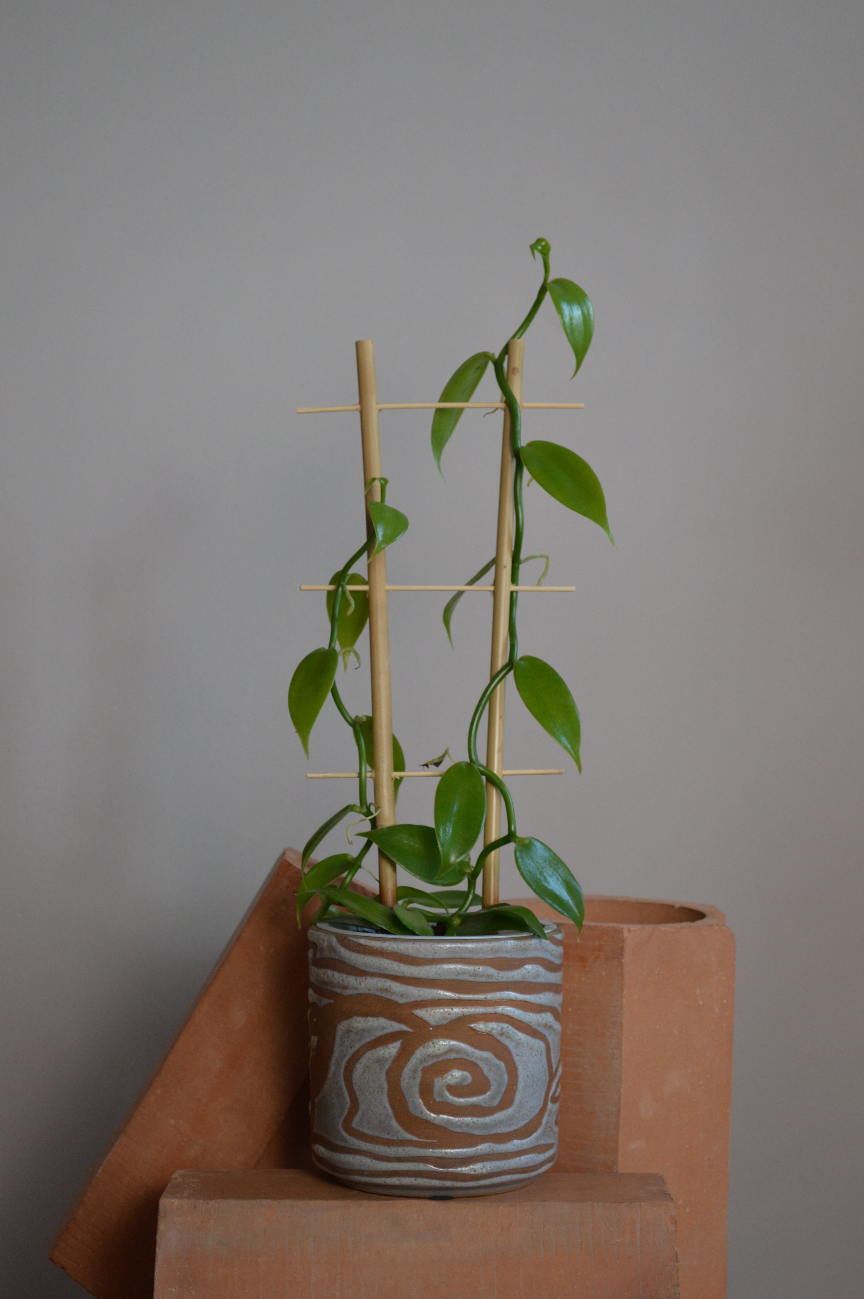 Full length shot of a vanilla orchid, alongside terracotta bricks which creates a striking look paired with its luscious leaves