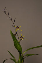 mid shot of an orchid plant with yellow flowers on a plain background