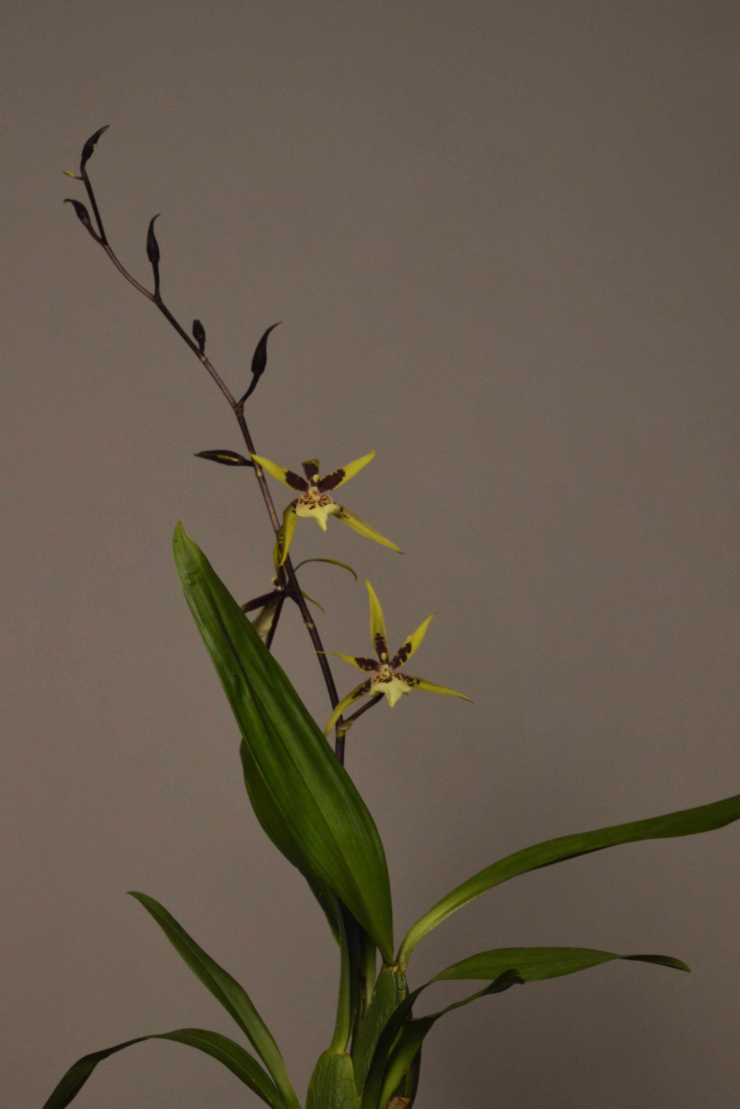 mid shot of an orchid plant with yellow flowers on a plain background