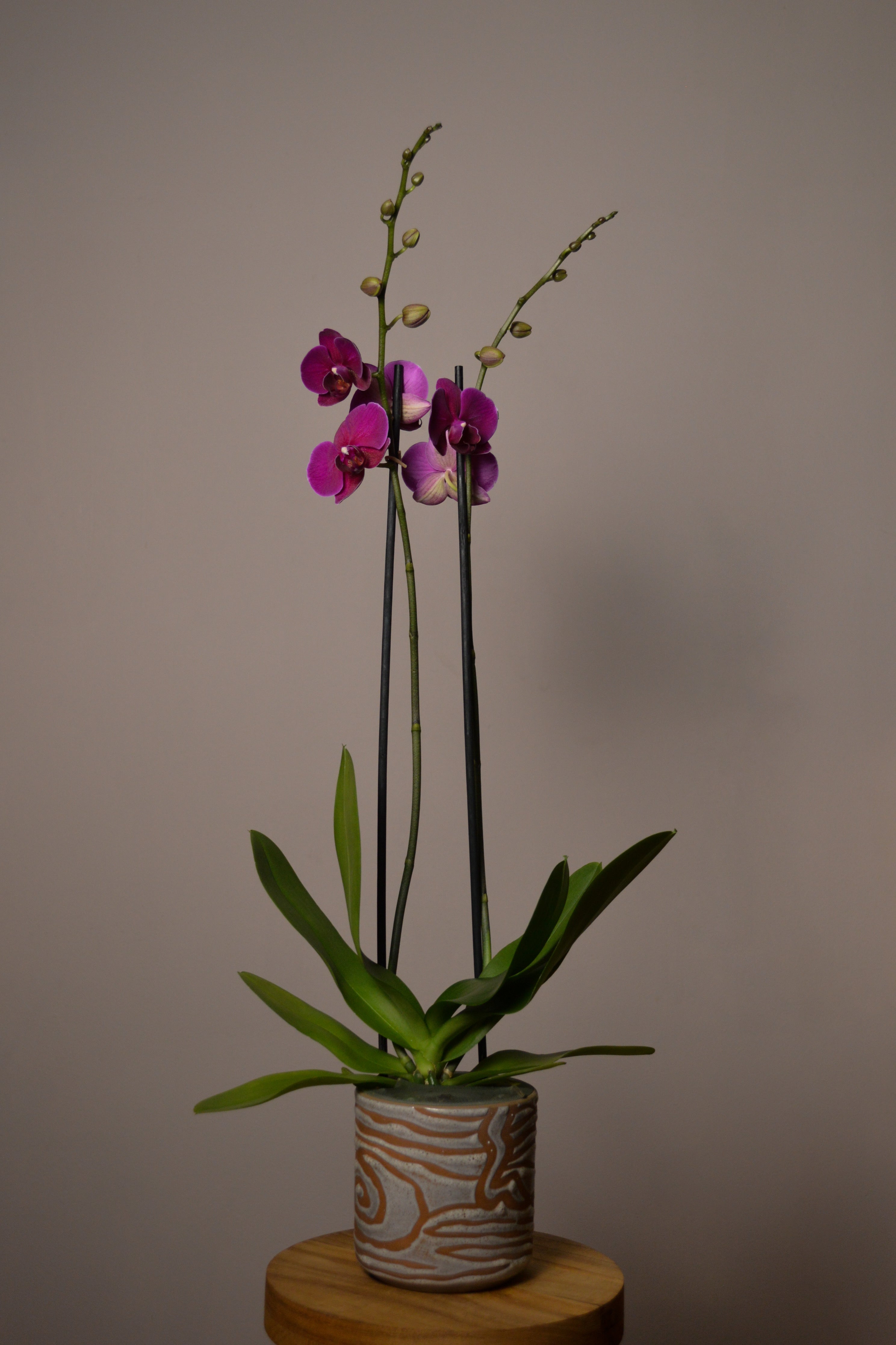 Midnight Rambler, Phalaenopsis Orchid