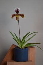 Potted Paphiopedilum orchid on a terracotta surface with purple flower.