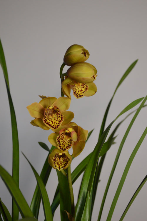 Astronaut Rajah, Golden Yellow Cymbidium