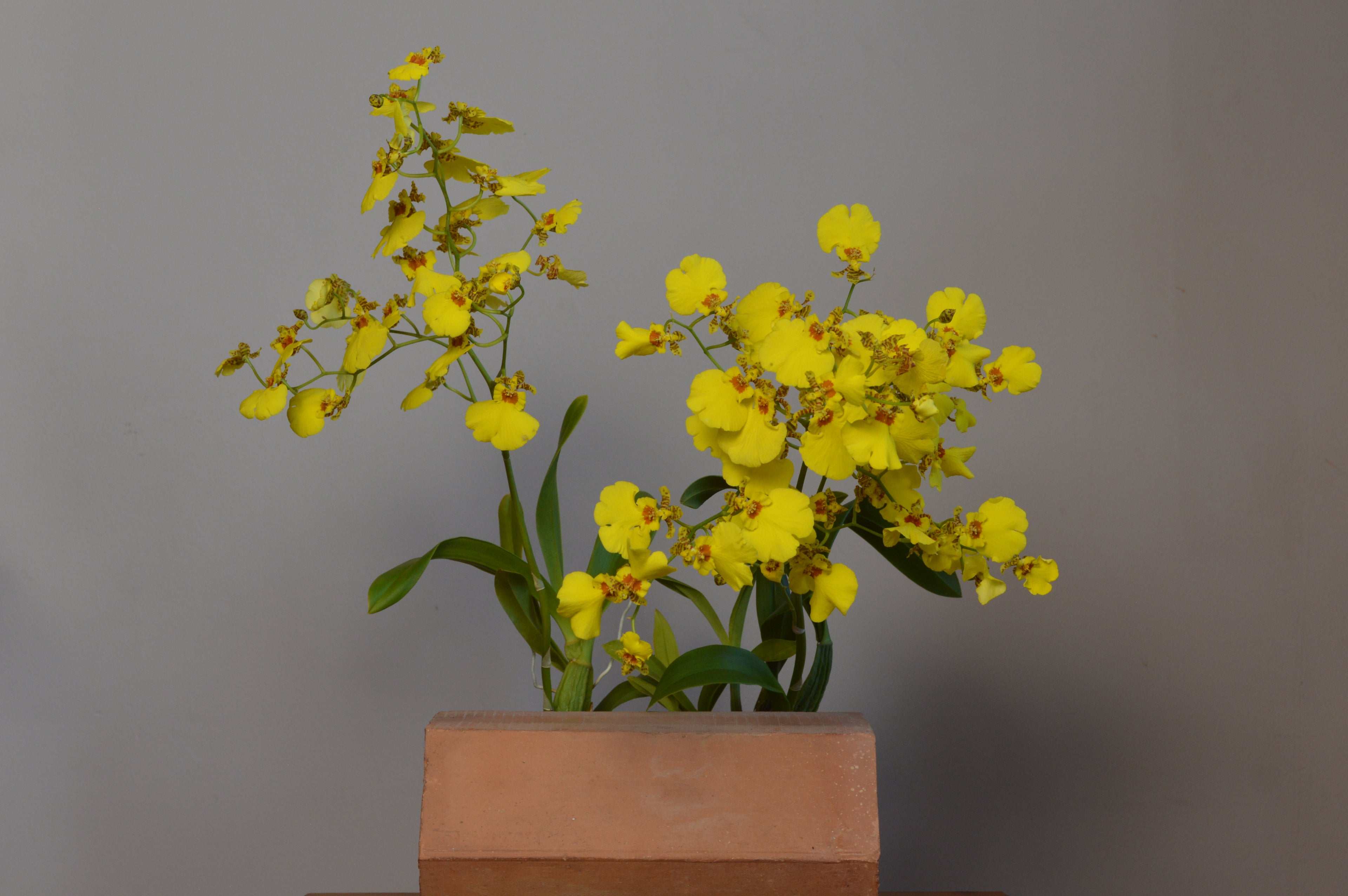 Yellow Oncidium flowers on a terracotta block against a plain background