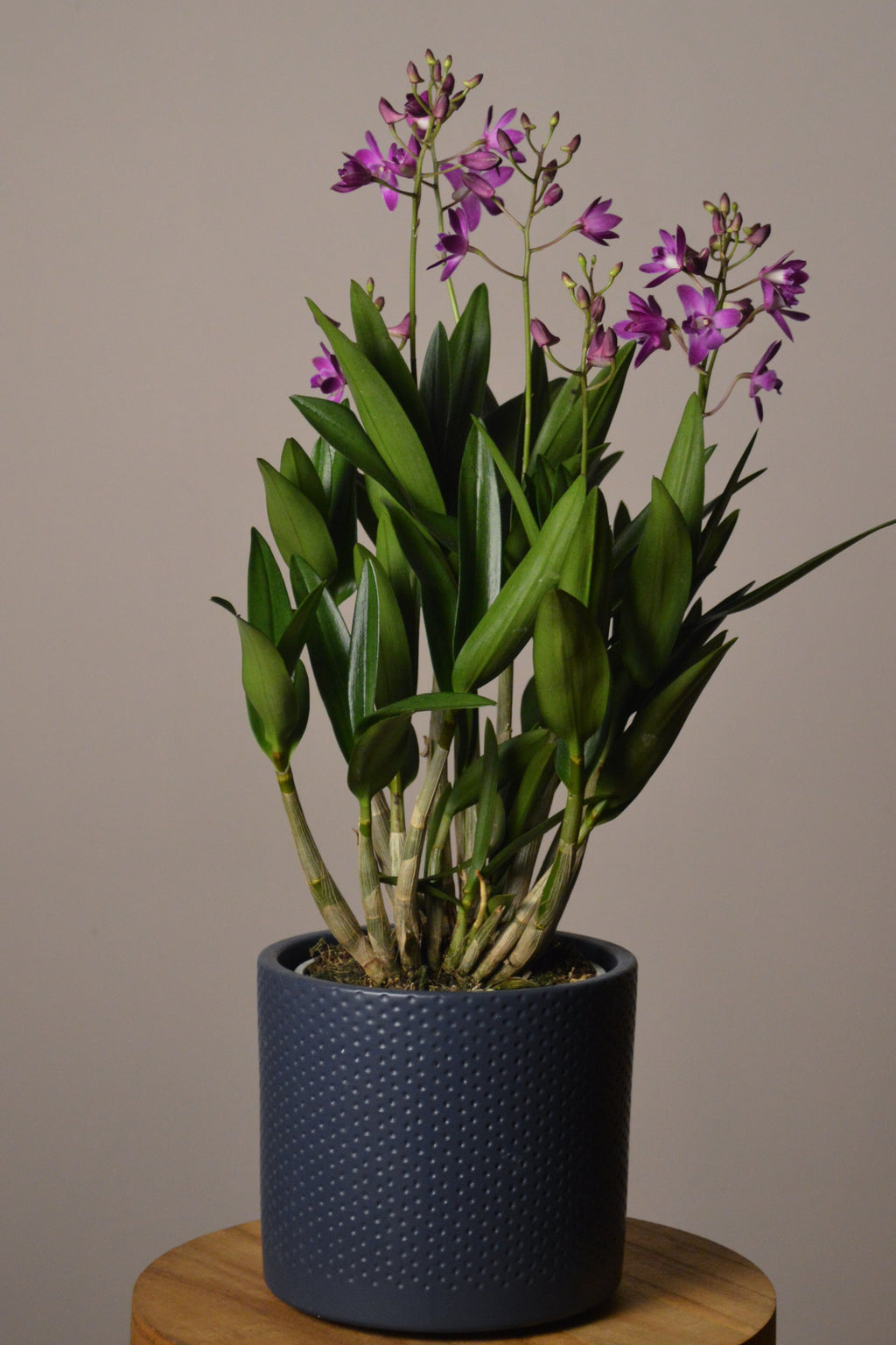Potted Dendrobium Berry Oda plant with purple flowers in a dark blue pot on a wooden surface with a plain background