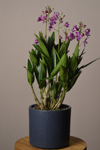 Potted Dendrobium Berry Oda plant with purple flowers in a dark blue pot on a wooden surface with a plain background