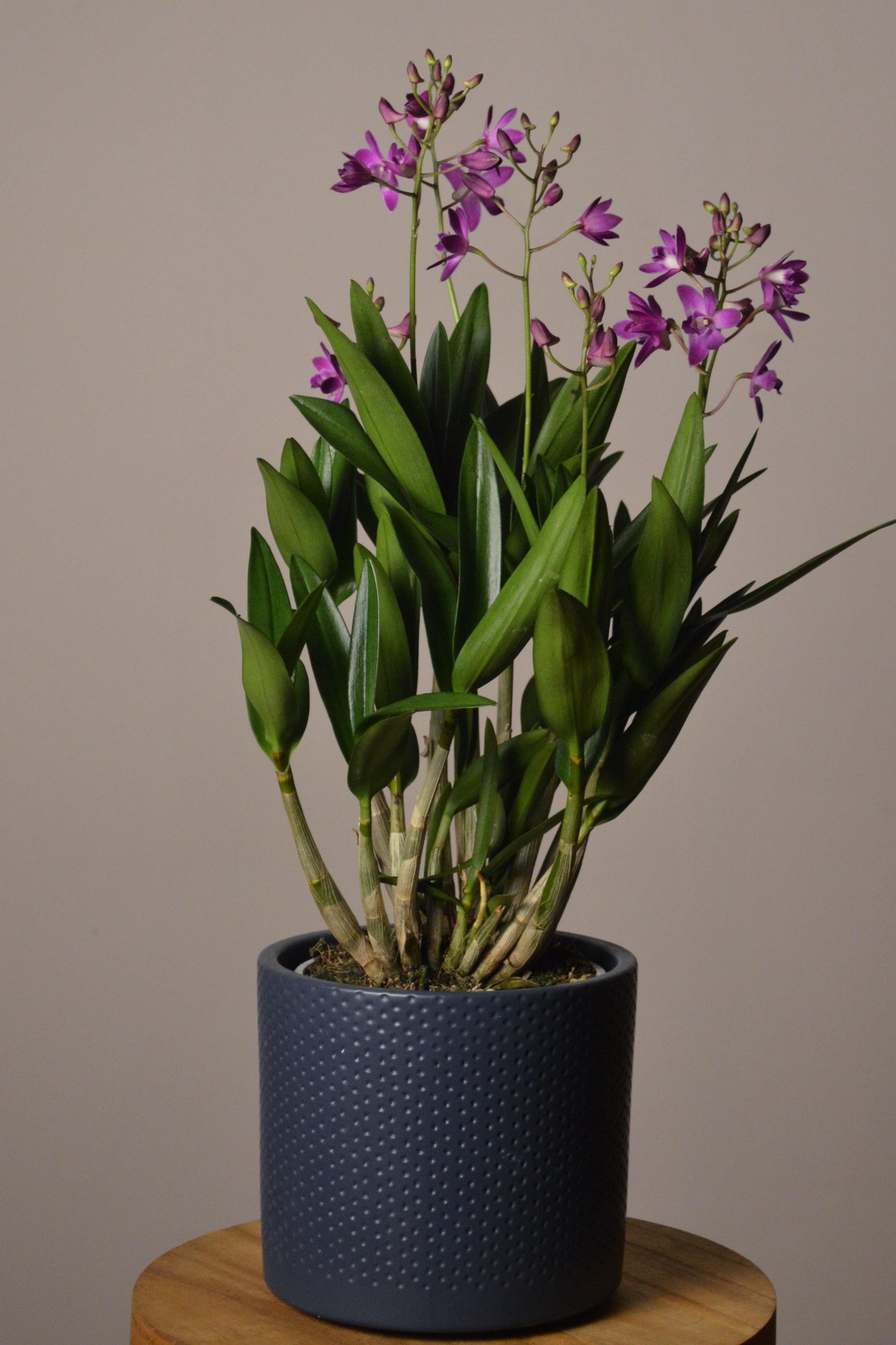 Potted Dendrobium Berry Oda plant with purple flowers in a dark blue pot on a wooden surface with a plain background