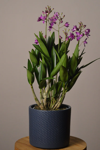 Potted Dendrobium Berry Oda plant with purple flowers in a dark blue pot on a wooden surface with a plain background