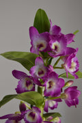 Close-up of purple dendrobium orchid