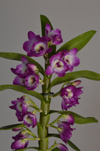 Purple Dendrobium orchid plant, with many flowers