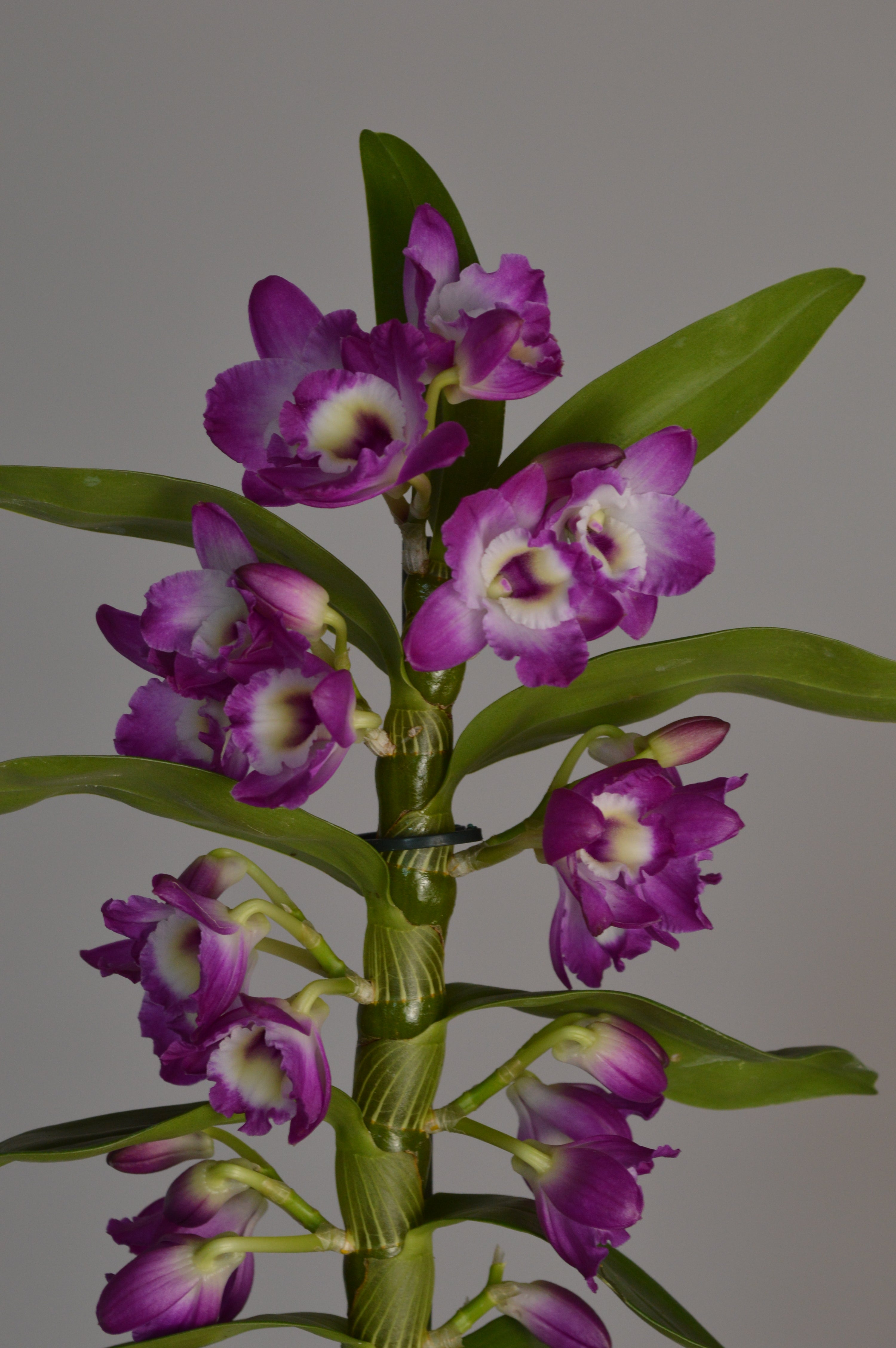 Purple Dendrobium orchid plant, with many flowers