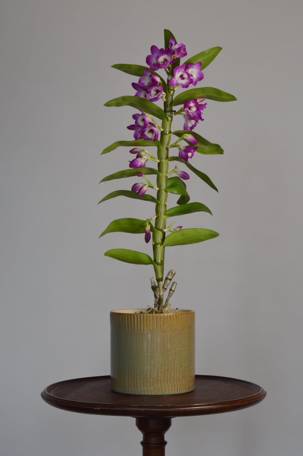 Potted Dendrobium Nobile orchid plant on a wooden stand with purple and white flowers