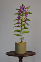 Potted Dendrobium Nobile orchid plant on a wooden stand with purple and white flowers