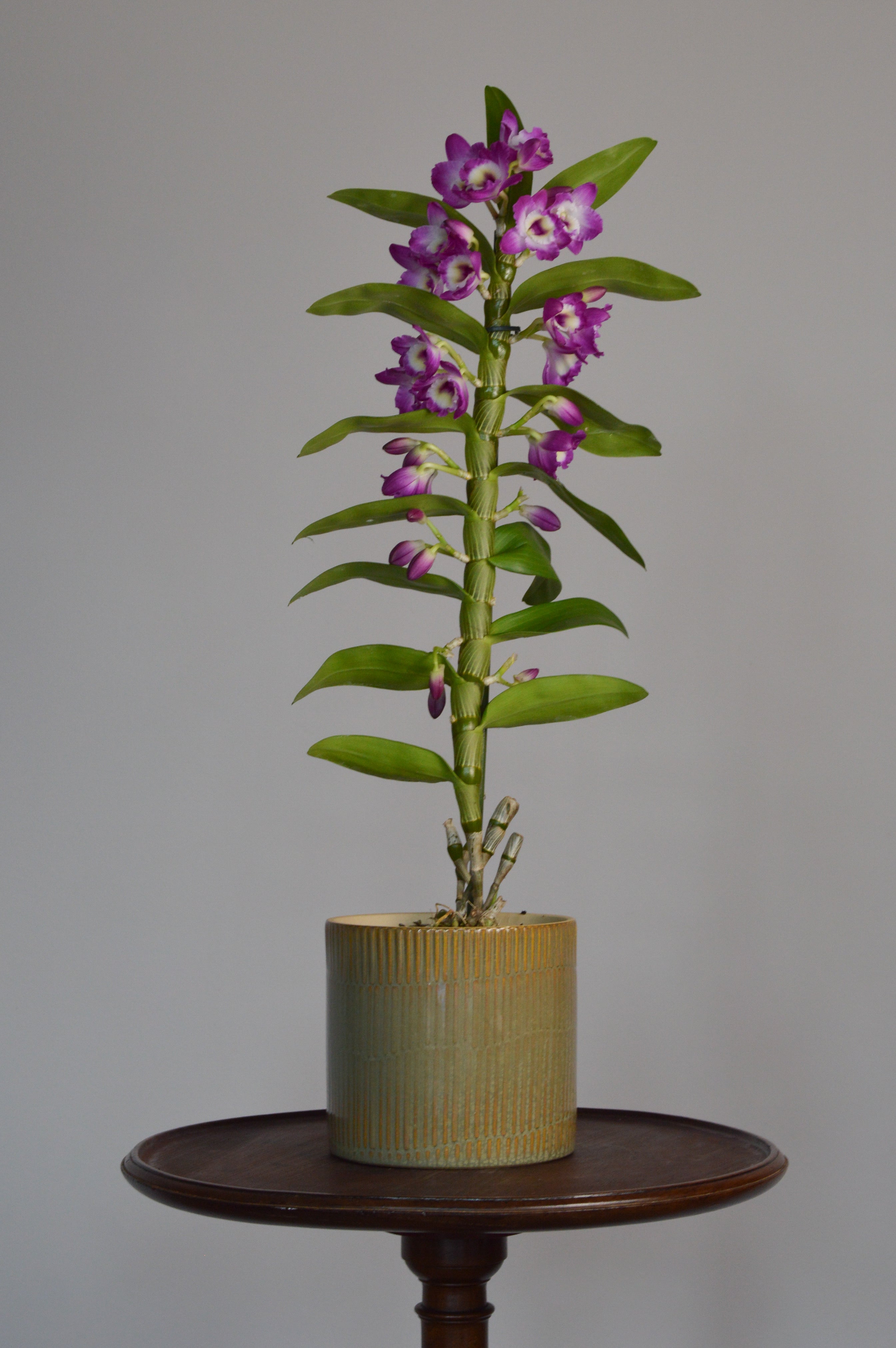 Potted Dendrobium Nobile orchid plant on a wooden stand with purple and white flowers