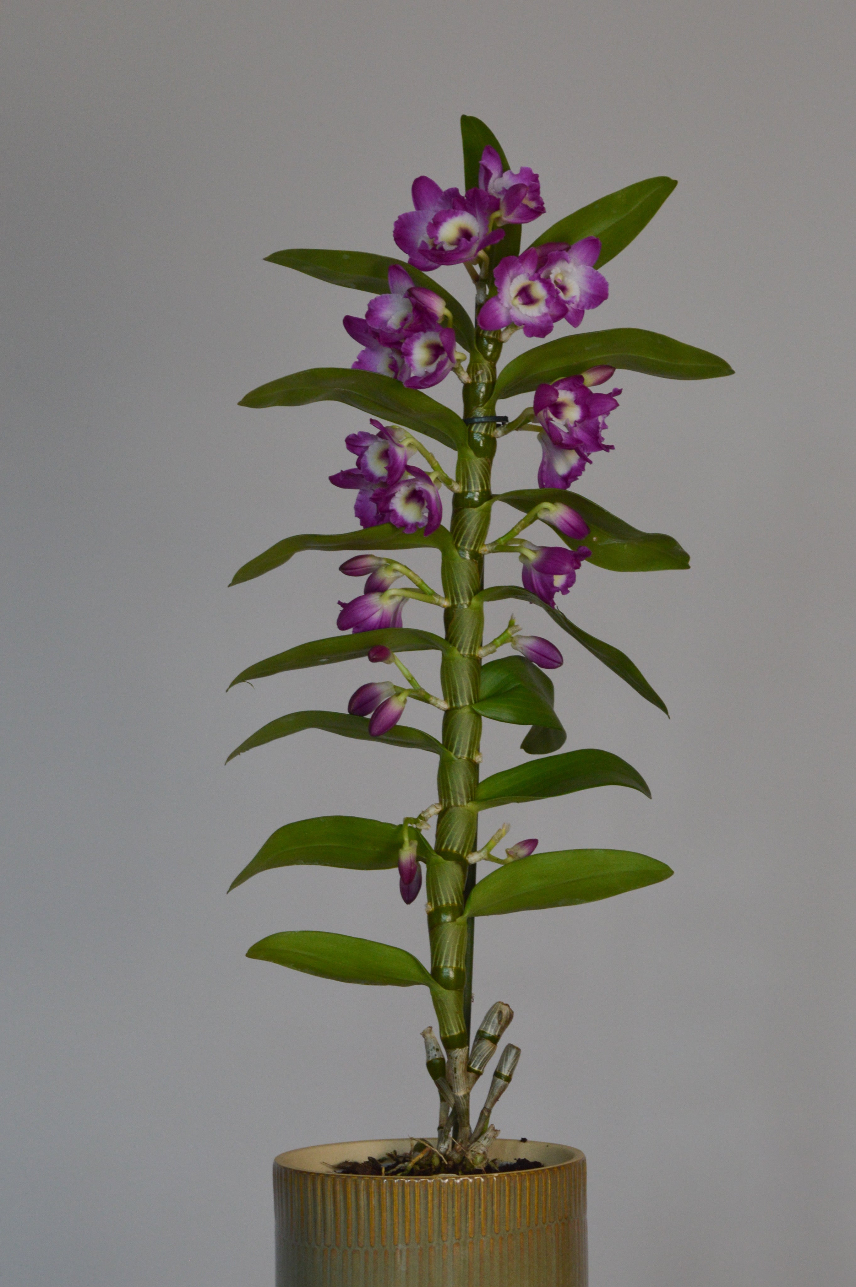 Potted dendrobium nobile orchid plant with purple flowers 