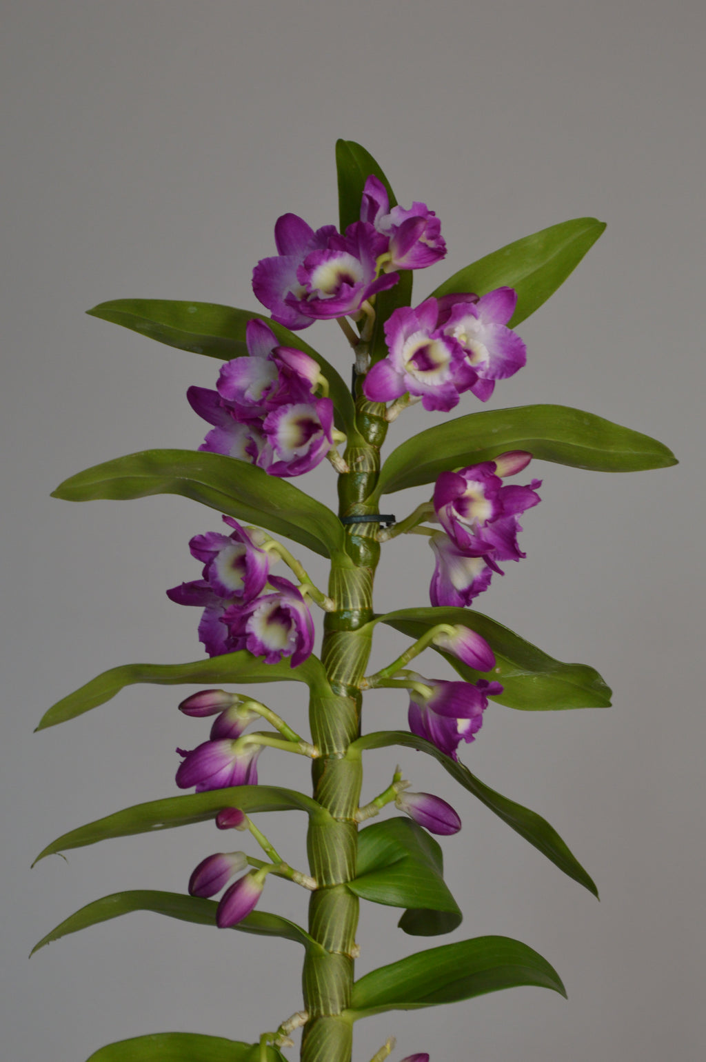 Mid-shot of a purple and white dendrobium orchid plant