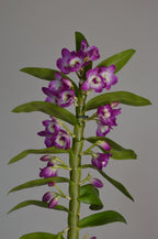 Mid-shot of a purple and white dendrobium orchid plant
