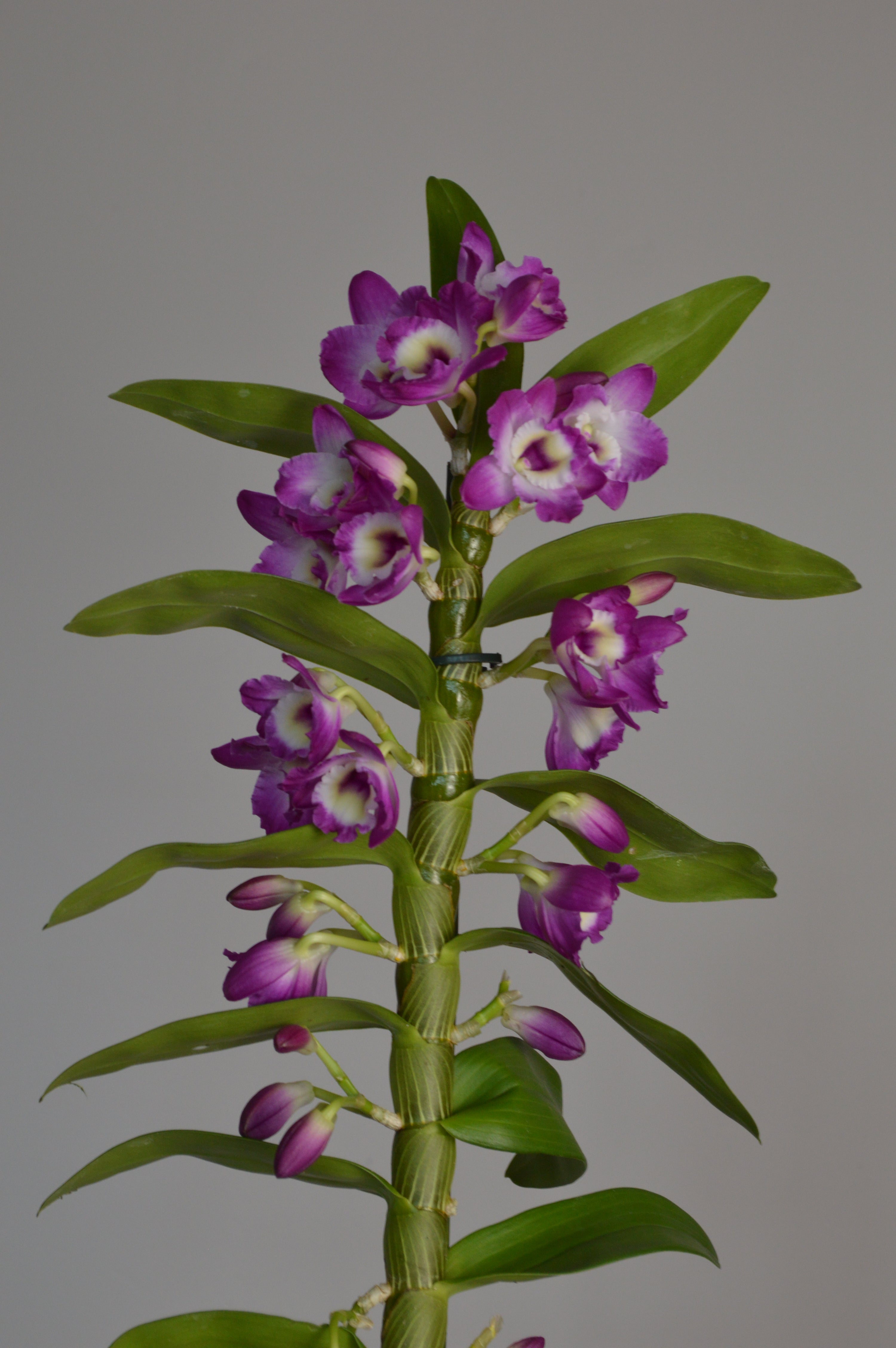 Mid-shot of a purple and white dendrobium orchid plant