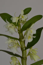 Dendrobium orchid, with white flowers and green leaves