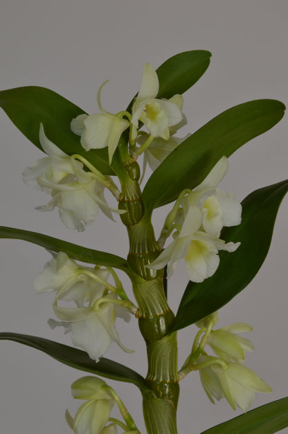 Dendrobium orchid, with white flowers and green leaves
