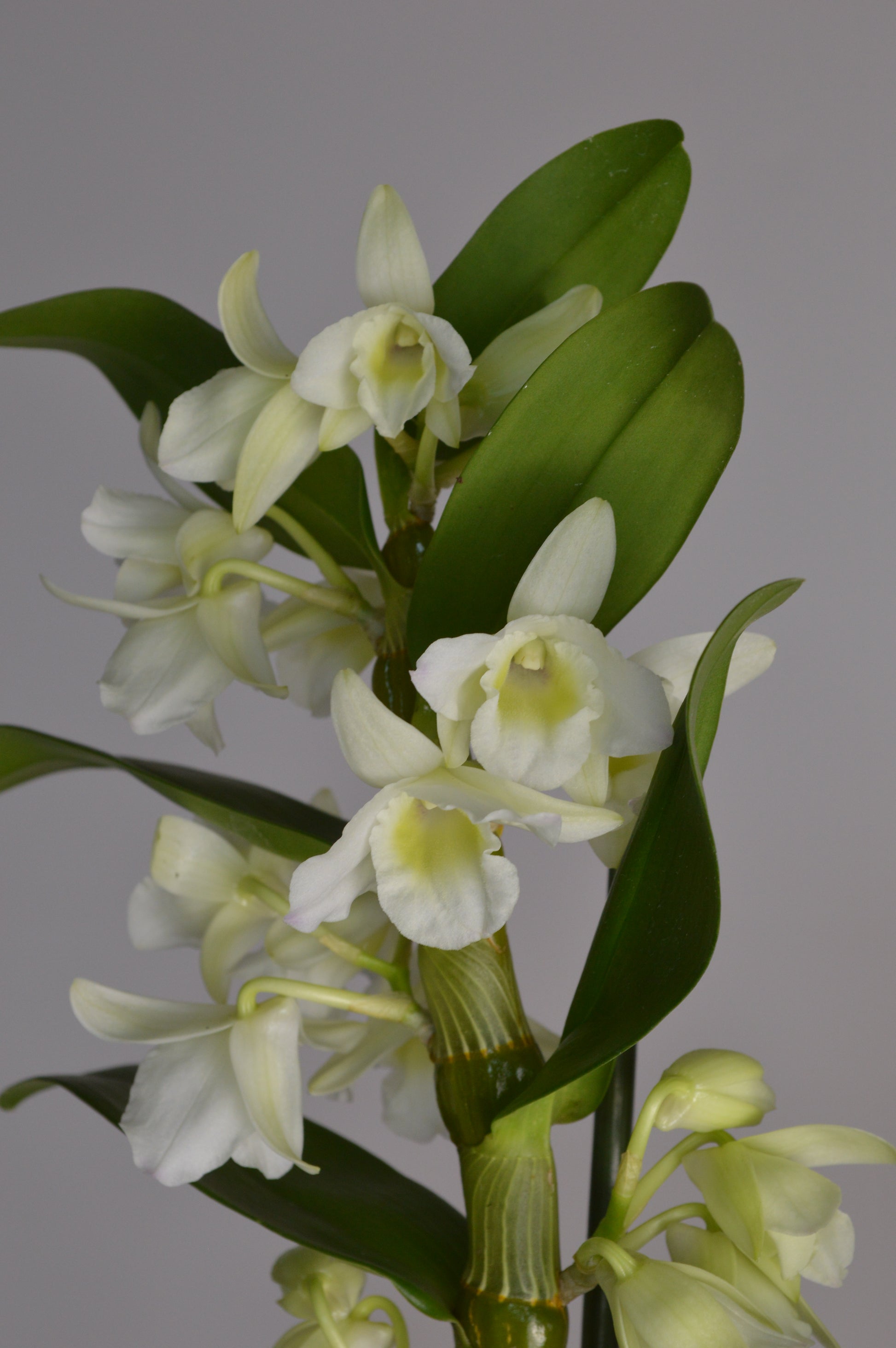 White Dendrobium with elegant white flowers