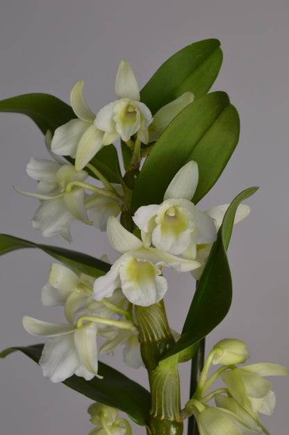 White Dendrobium with elegant white flowers