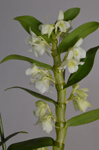 Elegant white Dendrobium orchid