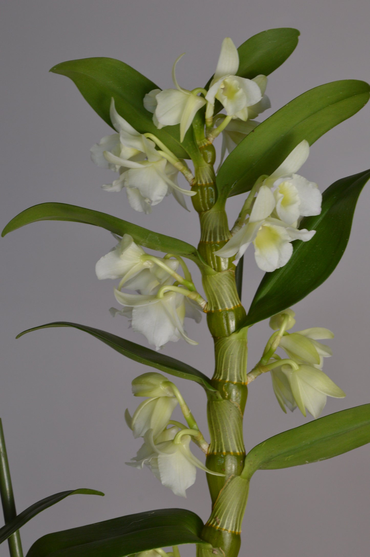 Elegant white Dendrobium orchid