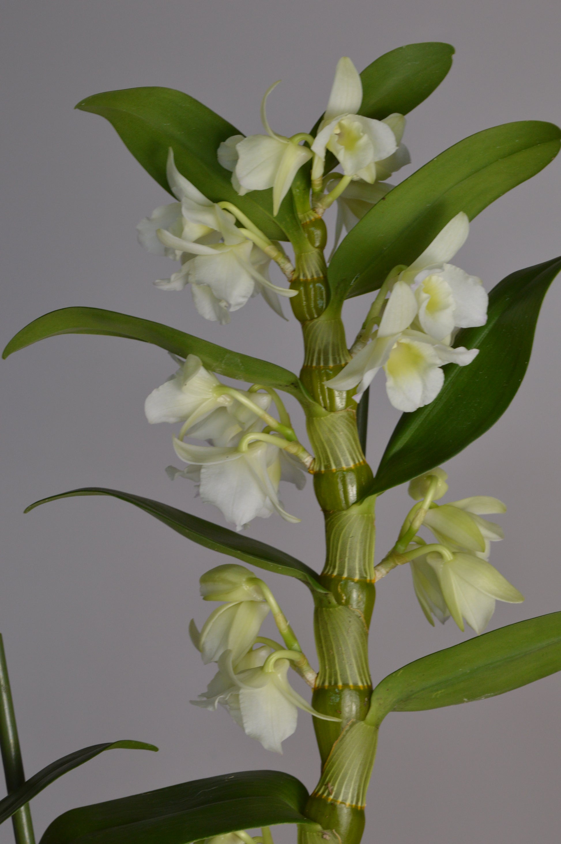 Elegant white Dendrobium orchid