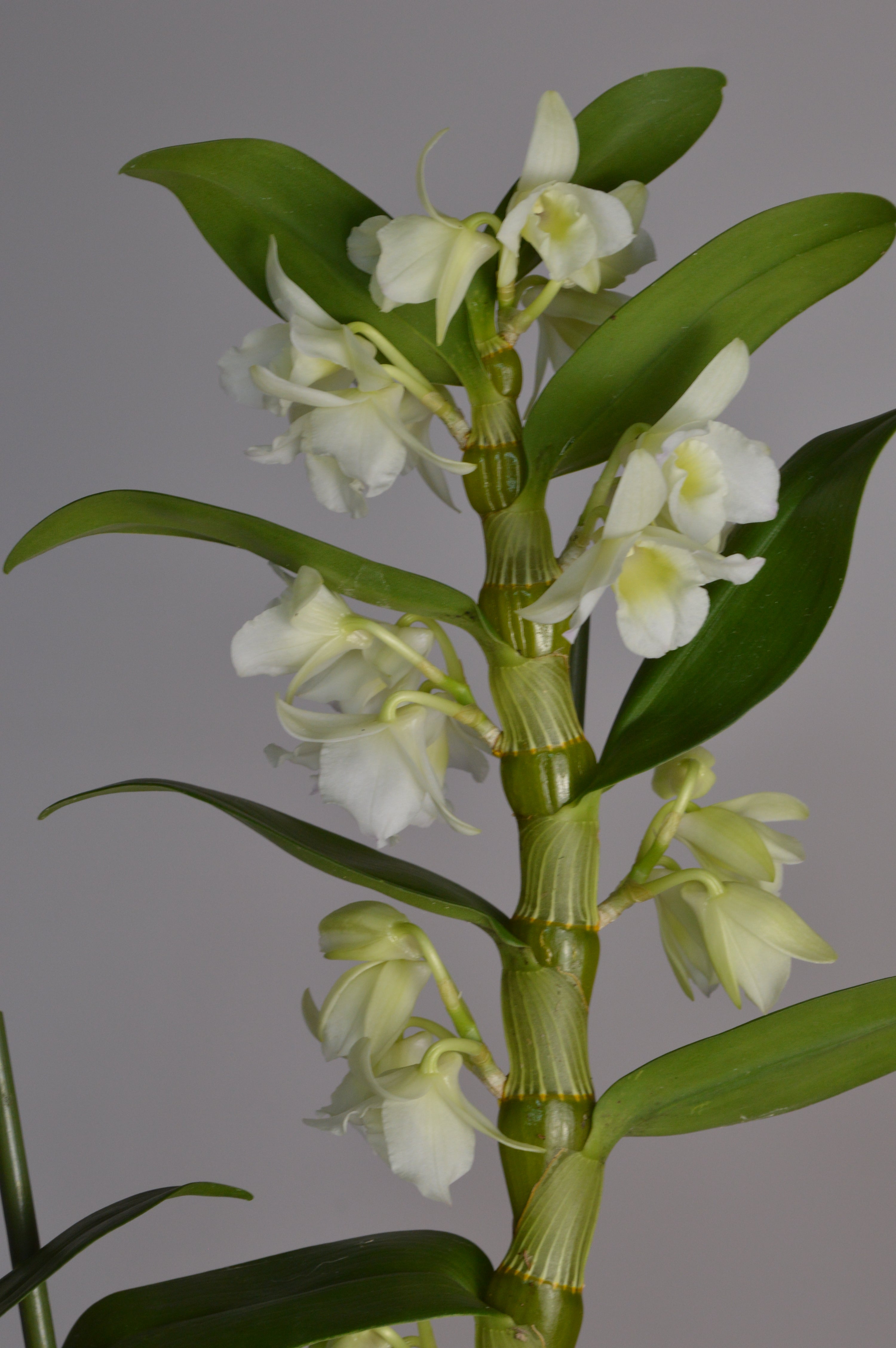 Elegant white Dendrobium orchid
