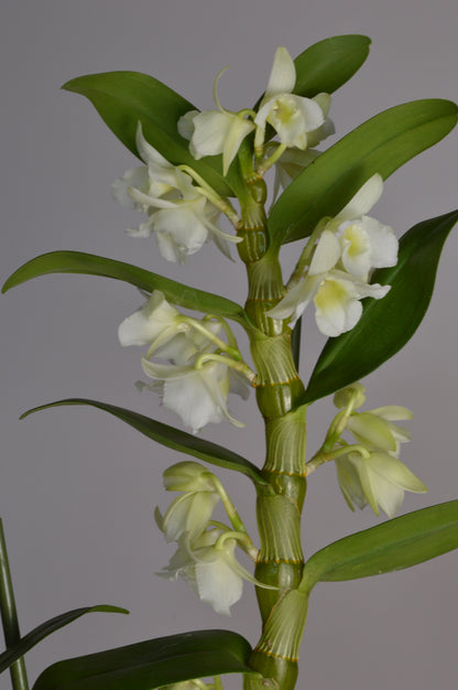 Elegant white Dendrobium orchid