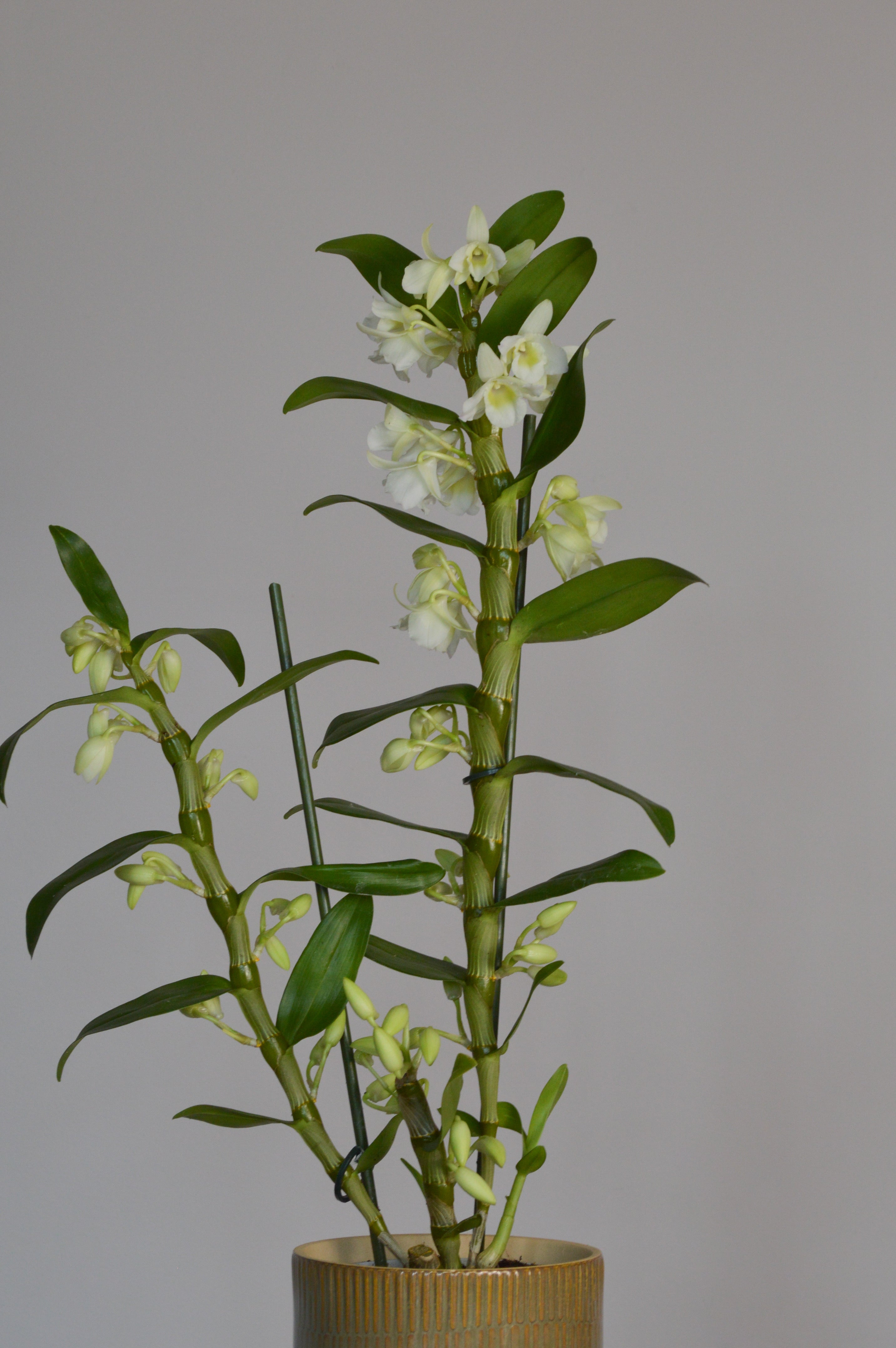Potted Dendrobium orchid plant with green leaves and small white flowers 