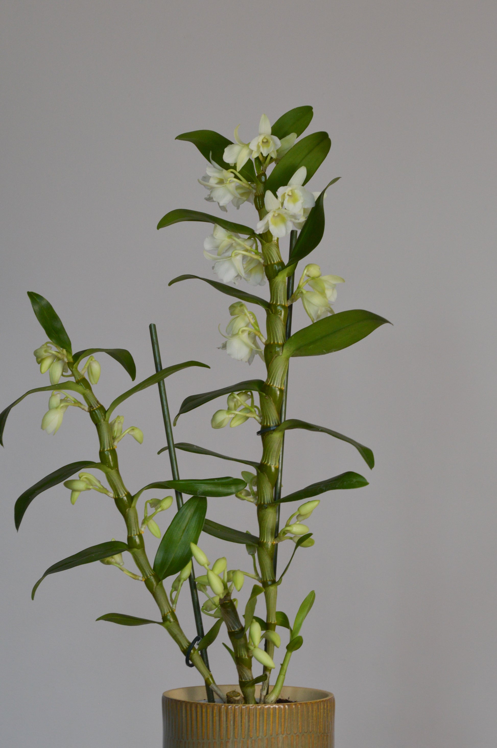 Potted Dendrobium orchid plant with green leaves and small white flowers 