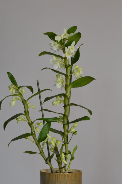 Potted Dendrobium orchid plant with green leaves and small white flowers 